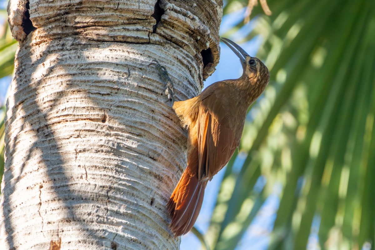 Moustached Woodcreeper - ML639836673