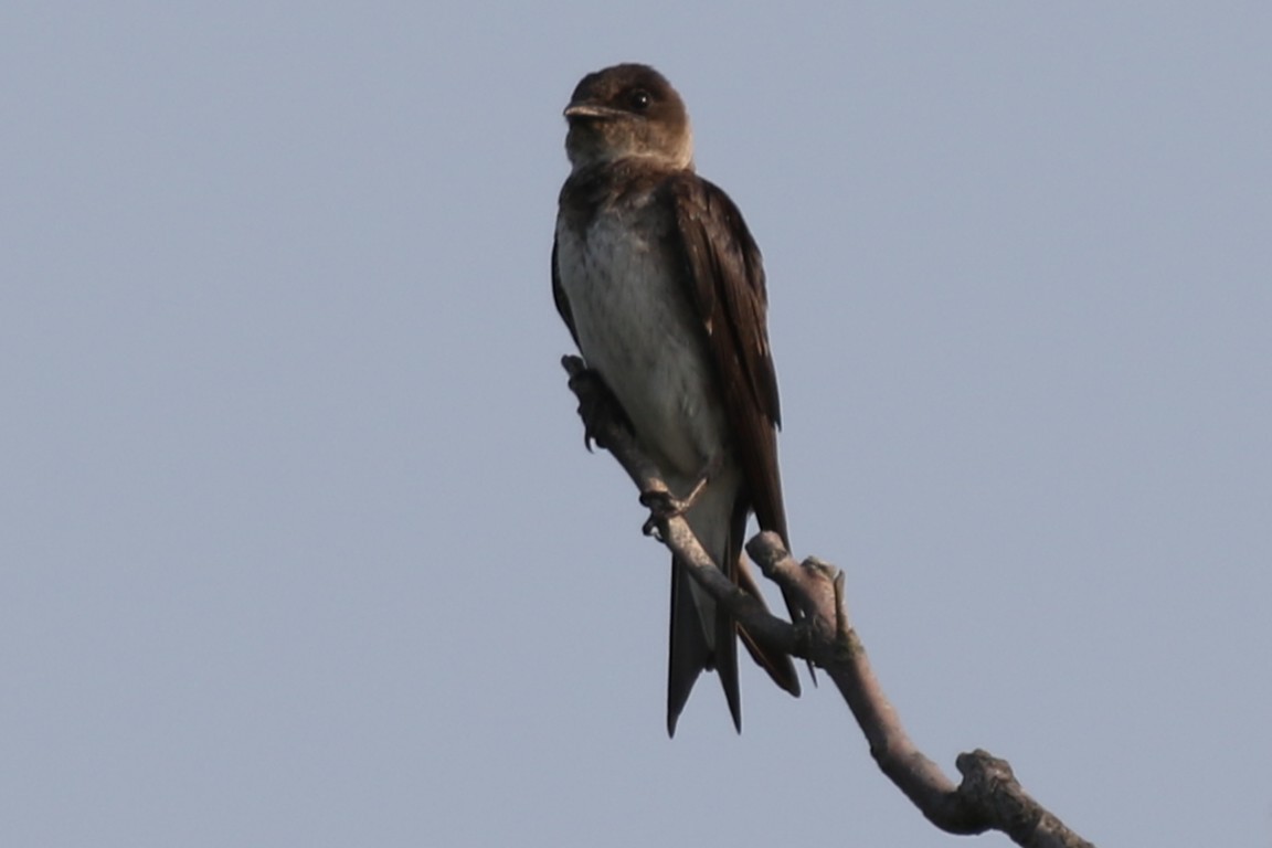 Purple Martin - ML639836691