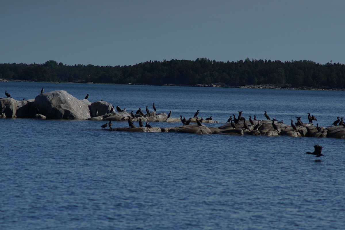Great Cormorant - ML639836692