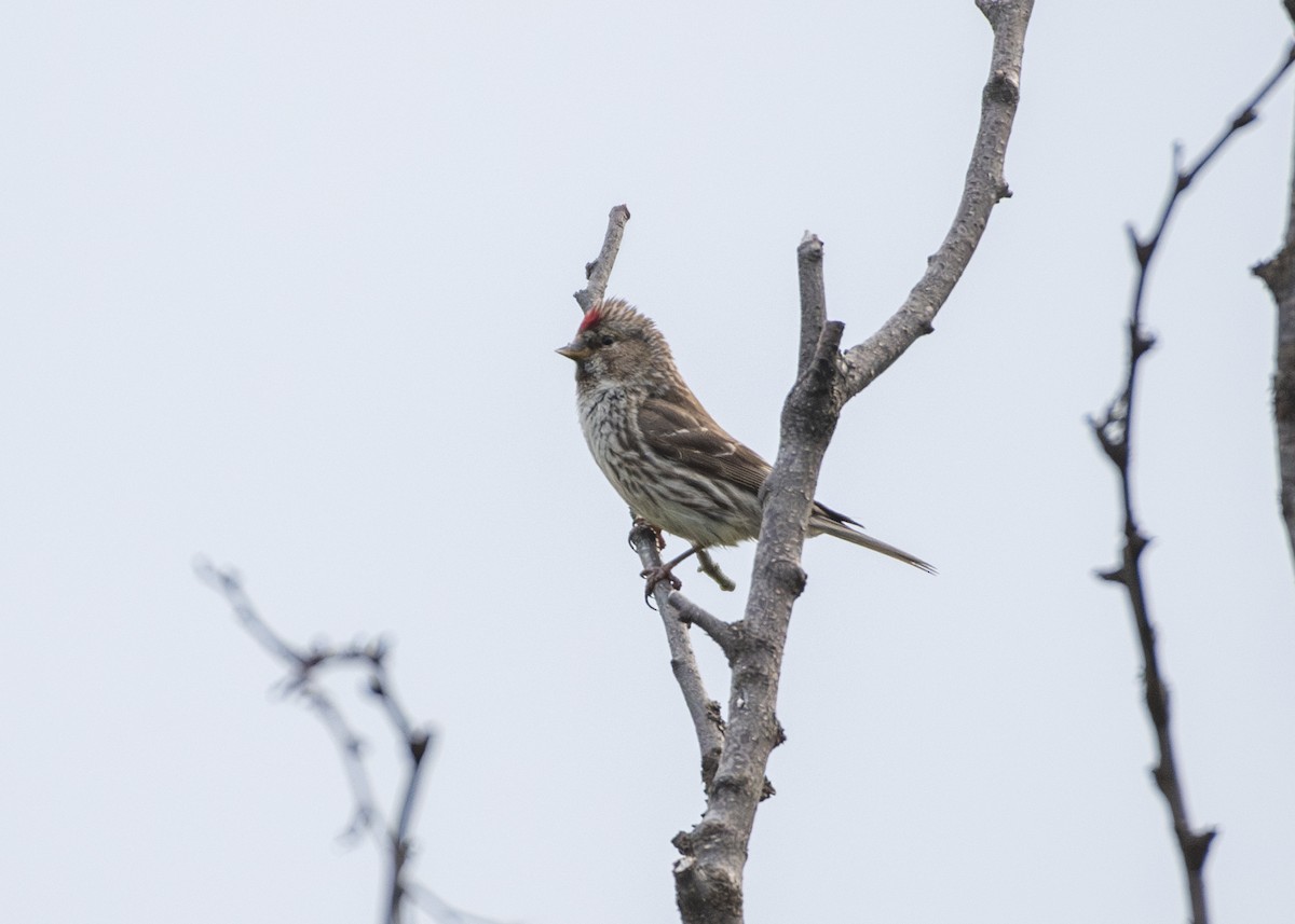 Redpoll (Common) - ML639836722