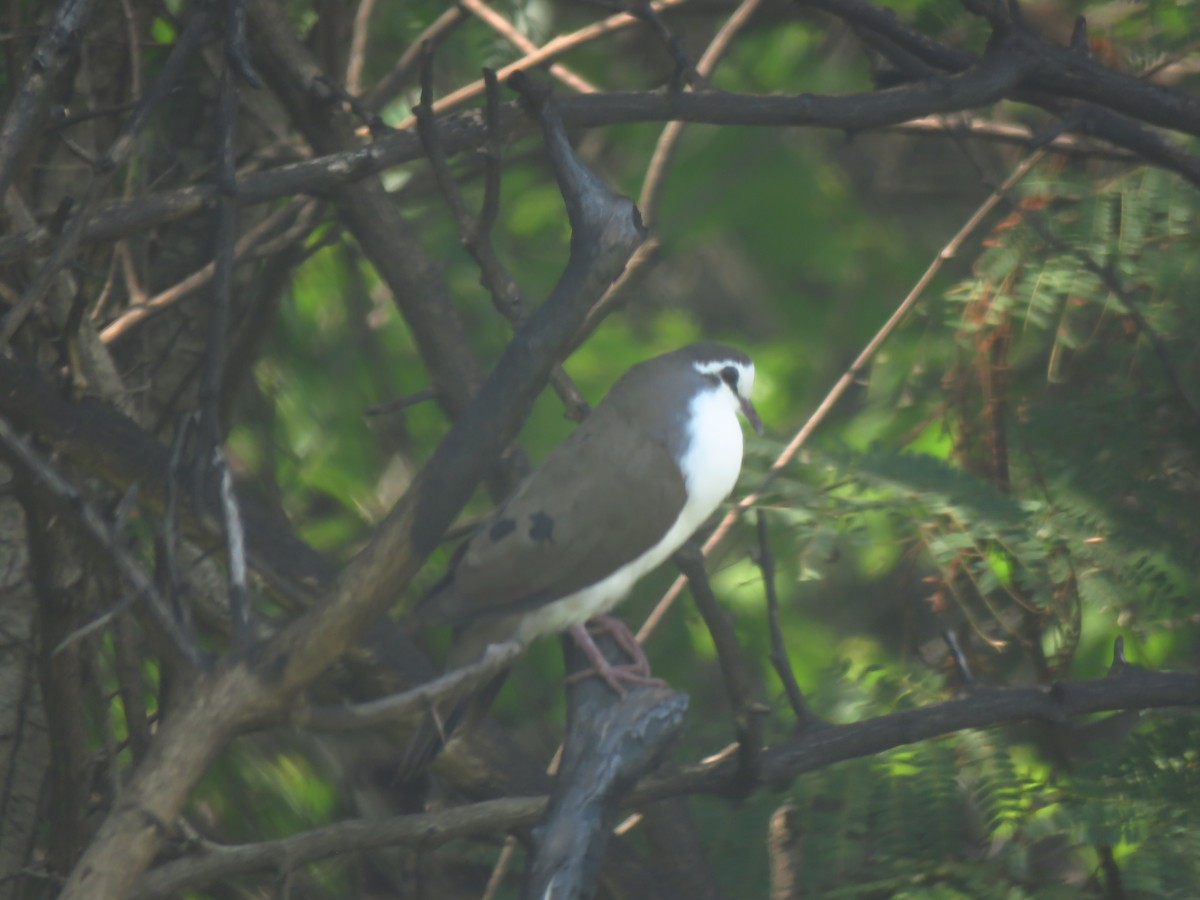 Tambourine Dove - ML639836853