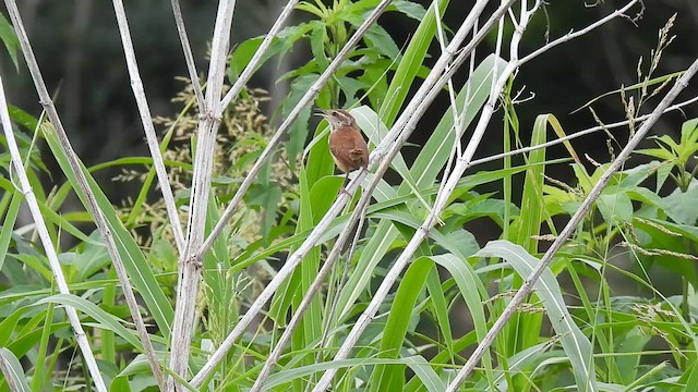 Carolina Wren - ML639836912