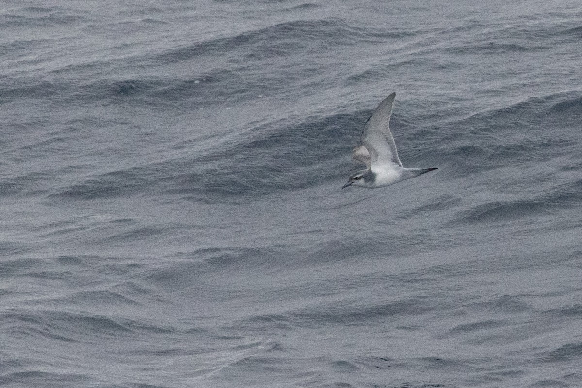 Antarctic Prion - ML639836962