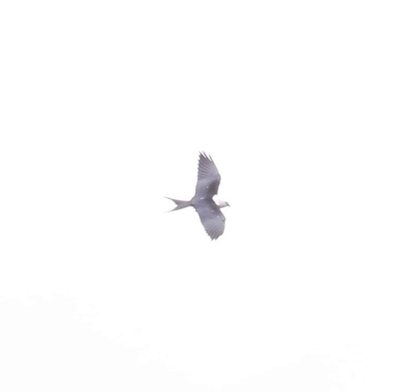 דאה אמריקנית - ML639837164