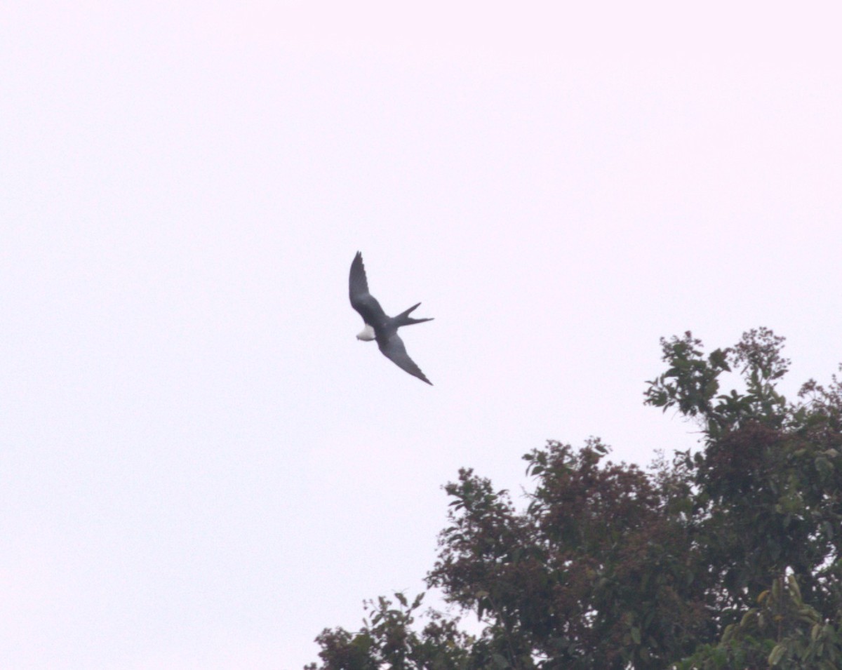 דאה אמריקנית - ML639837165