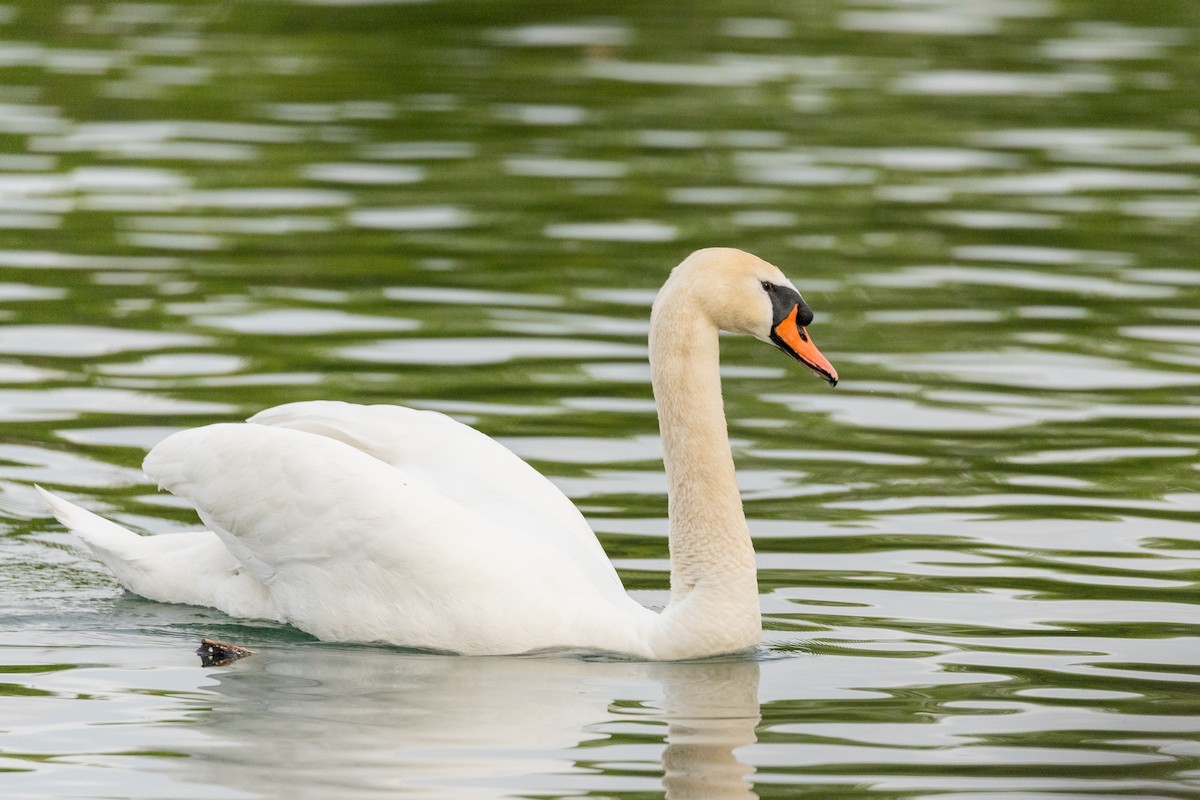 Cygne tuberculé - ML639837232