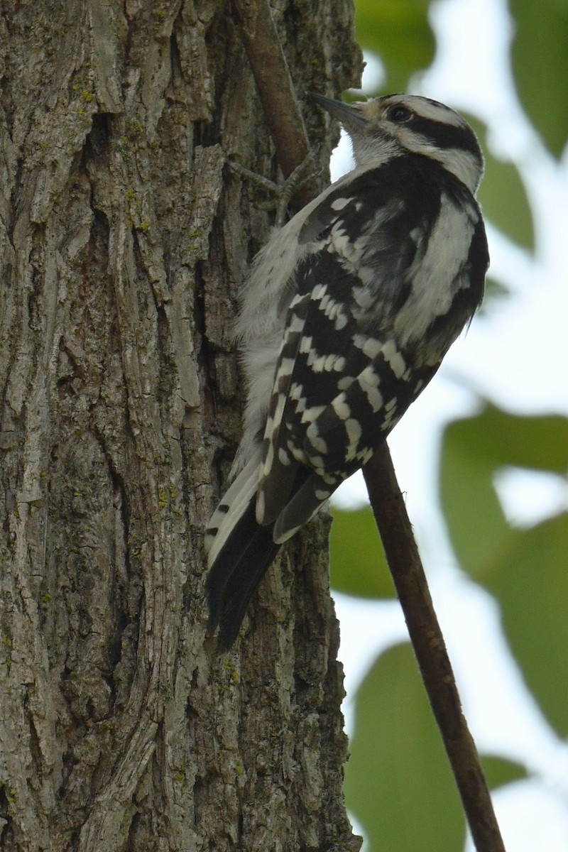 Downy Woodpecker - ML639837234
