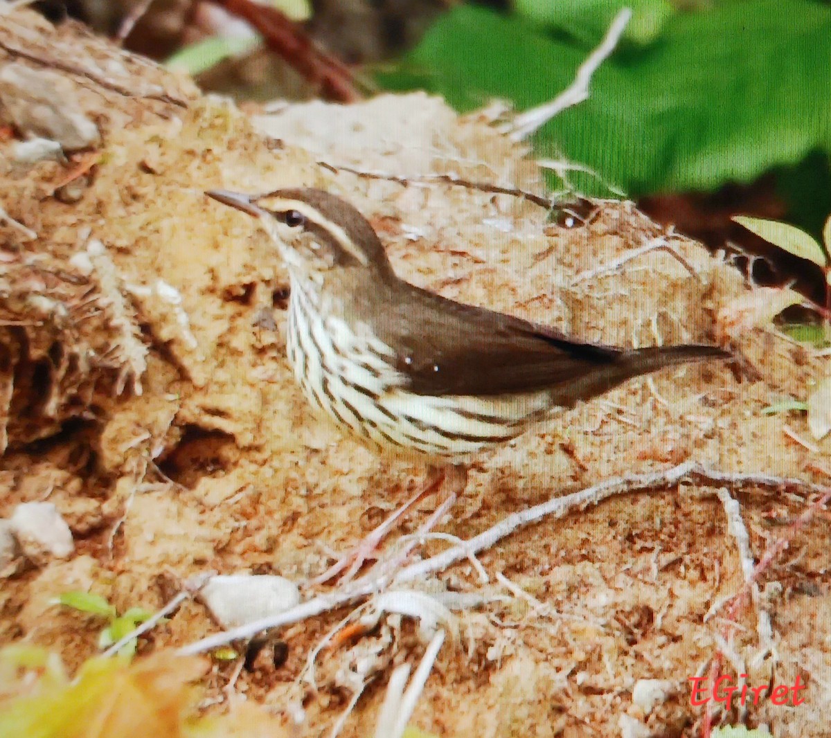 vannparula - ML639837283