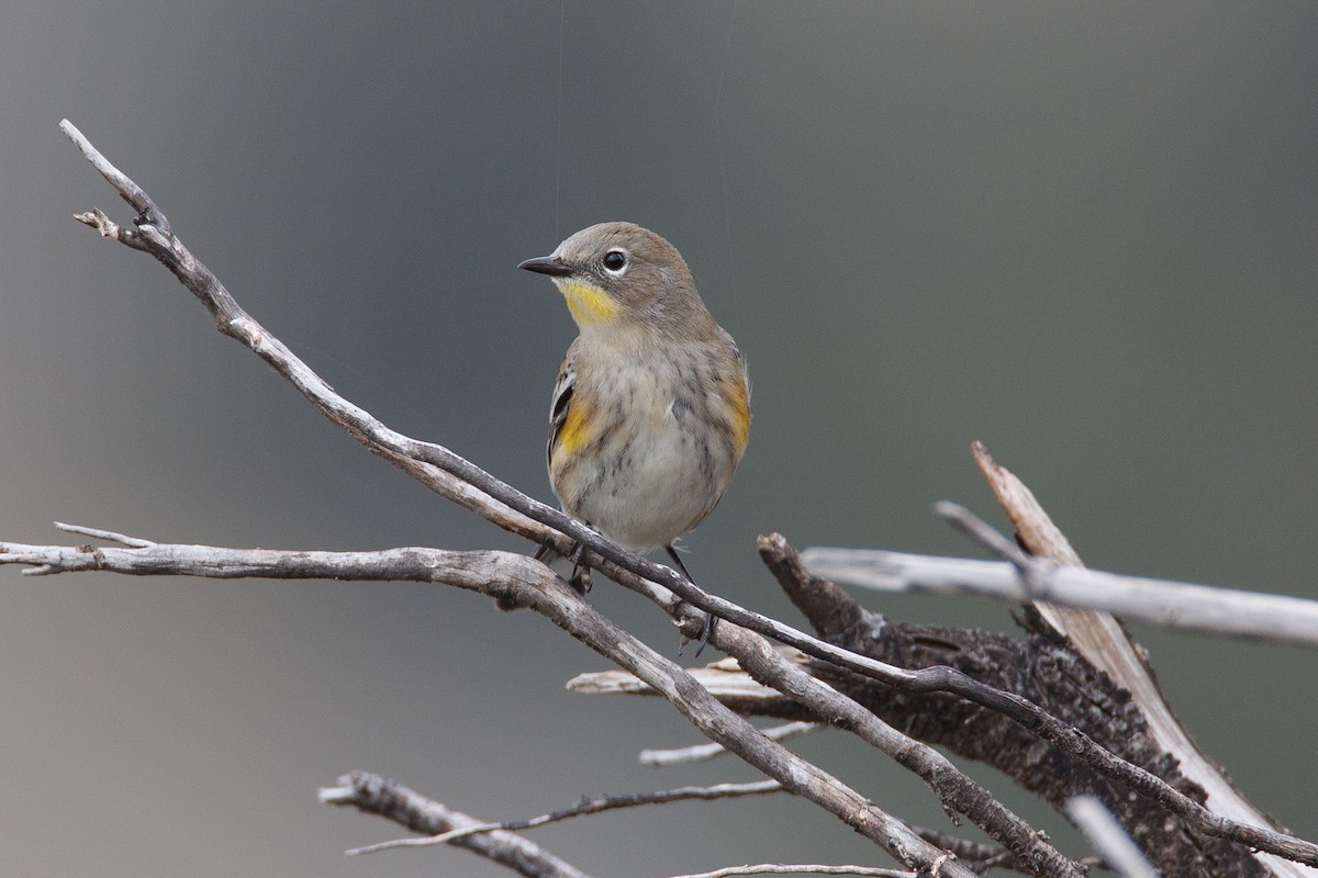 Yellow-rumped Warbler - ML639837332