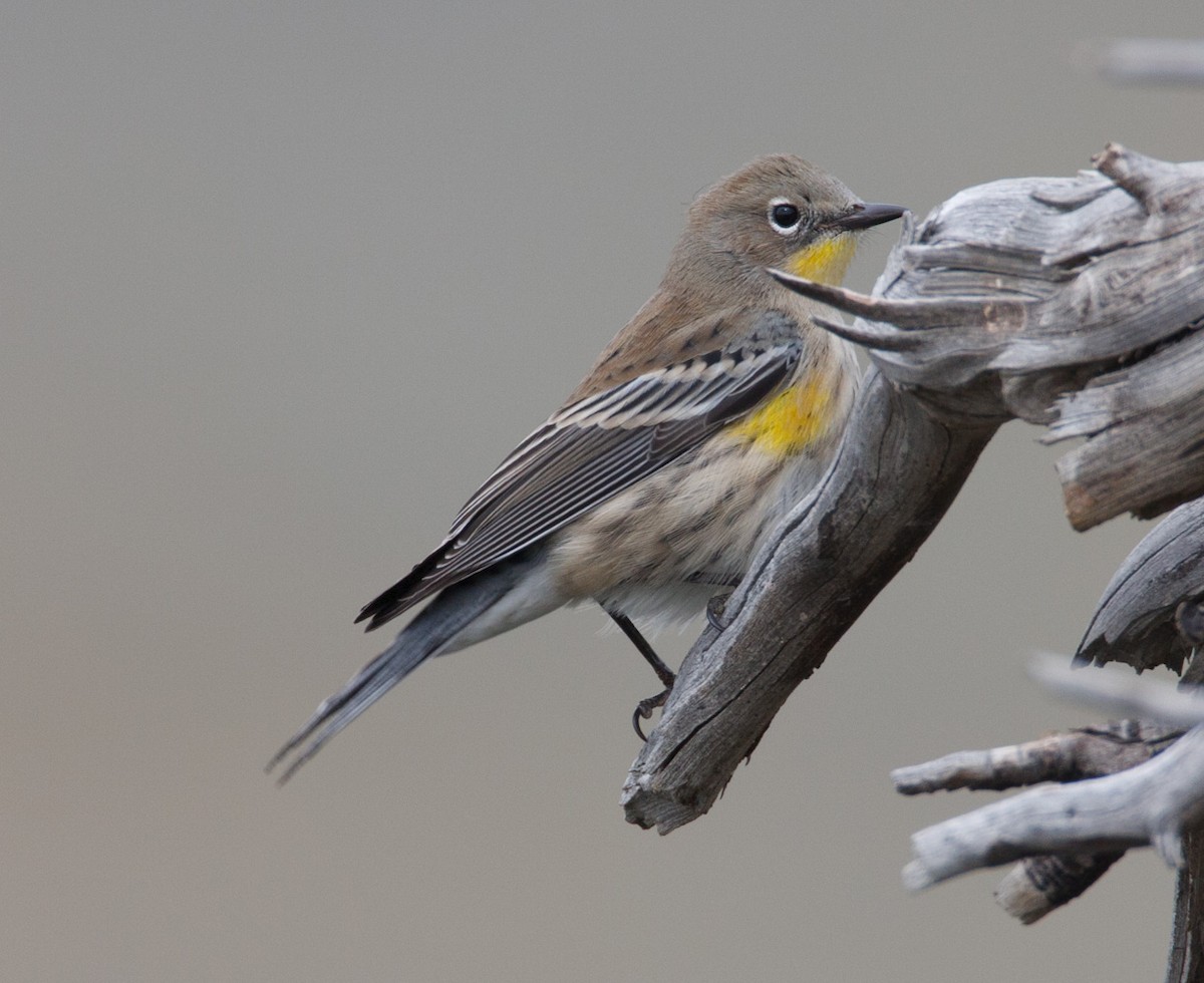 Yellow-rumped Warbler - ML639837333