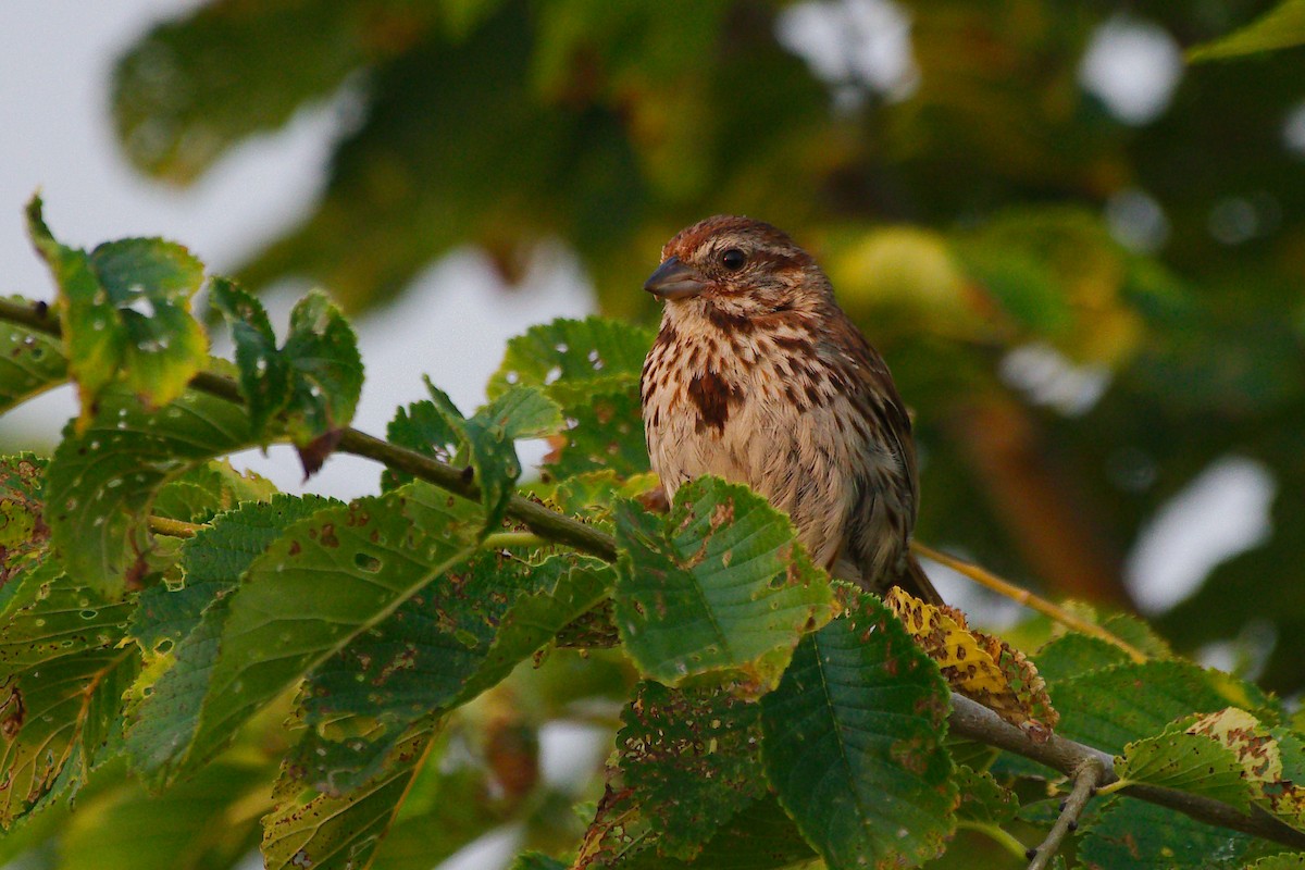Song Sparrow - ML639837352