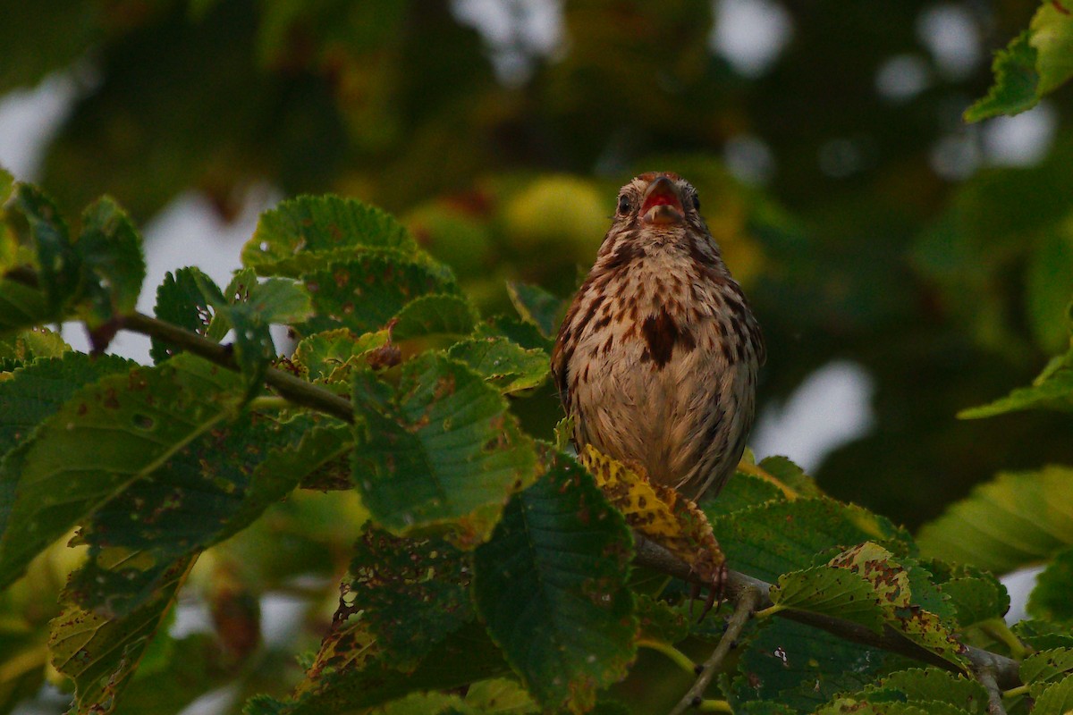 Song Sparrow - ML639837353