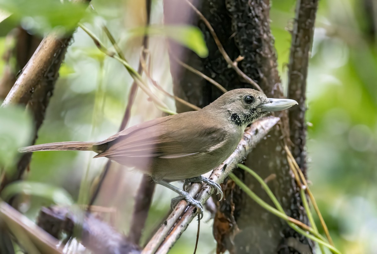 Black-throated Shrikebill - ML639837357