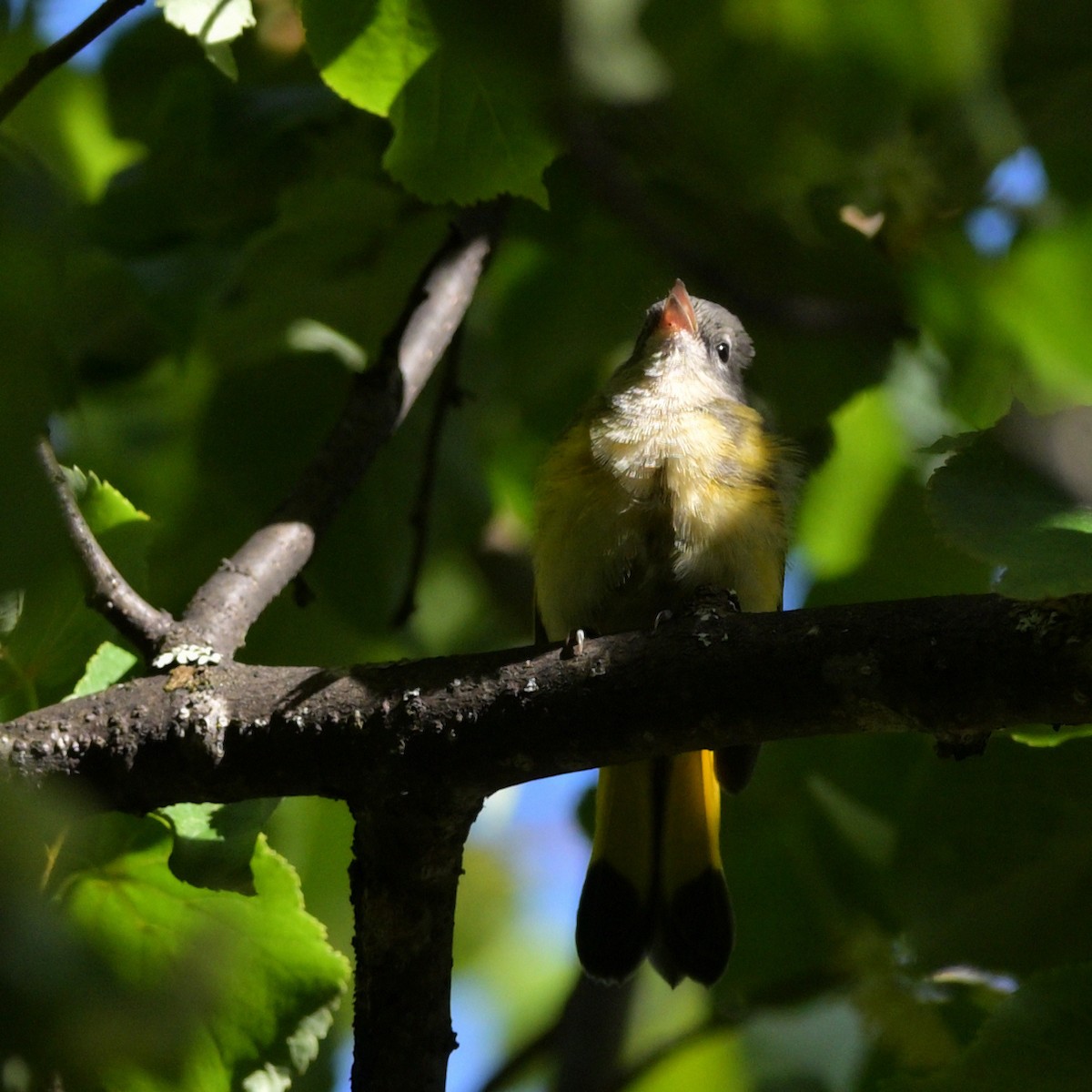 American Redstart - ML639837380