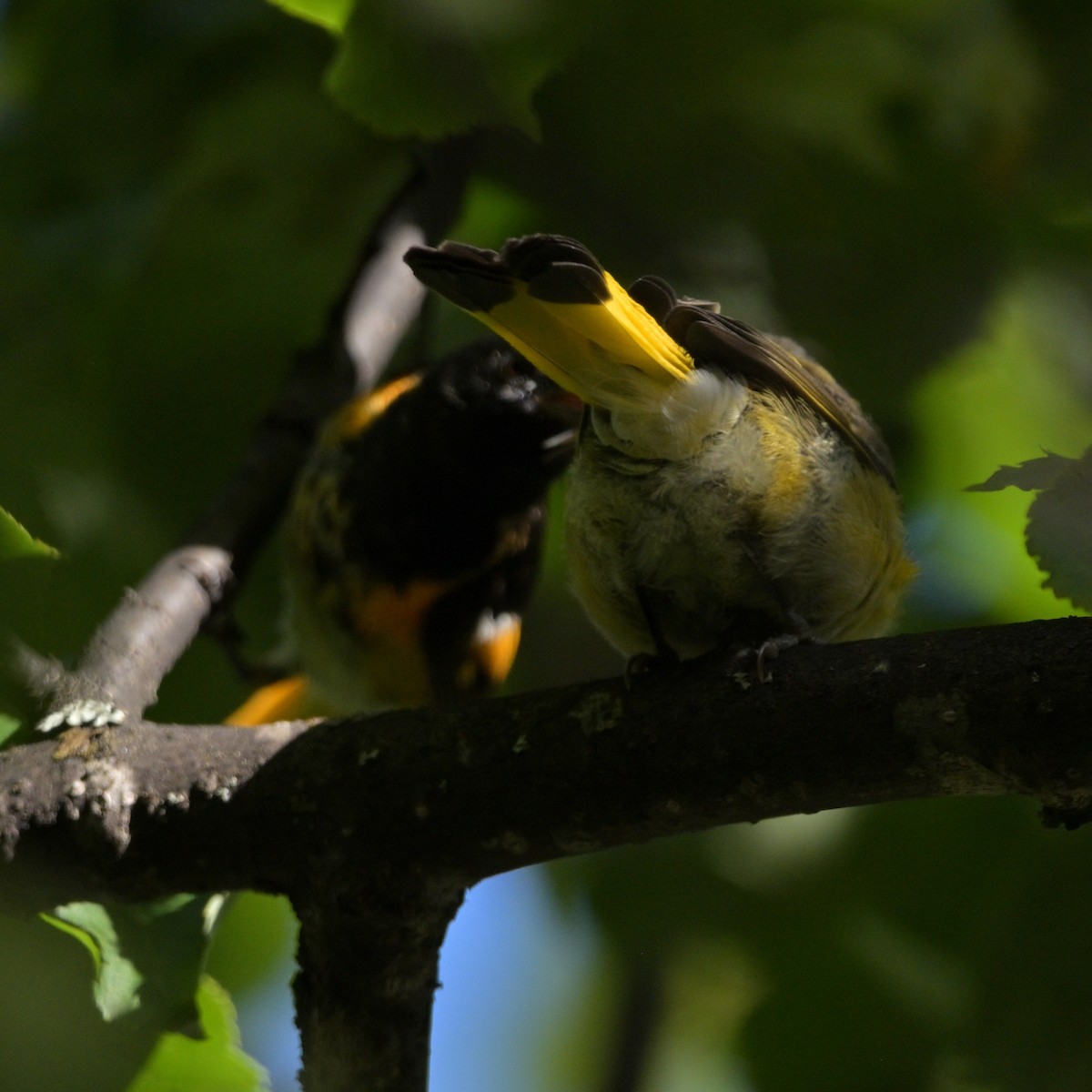 American Redstart - ML639837381