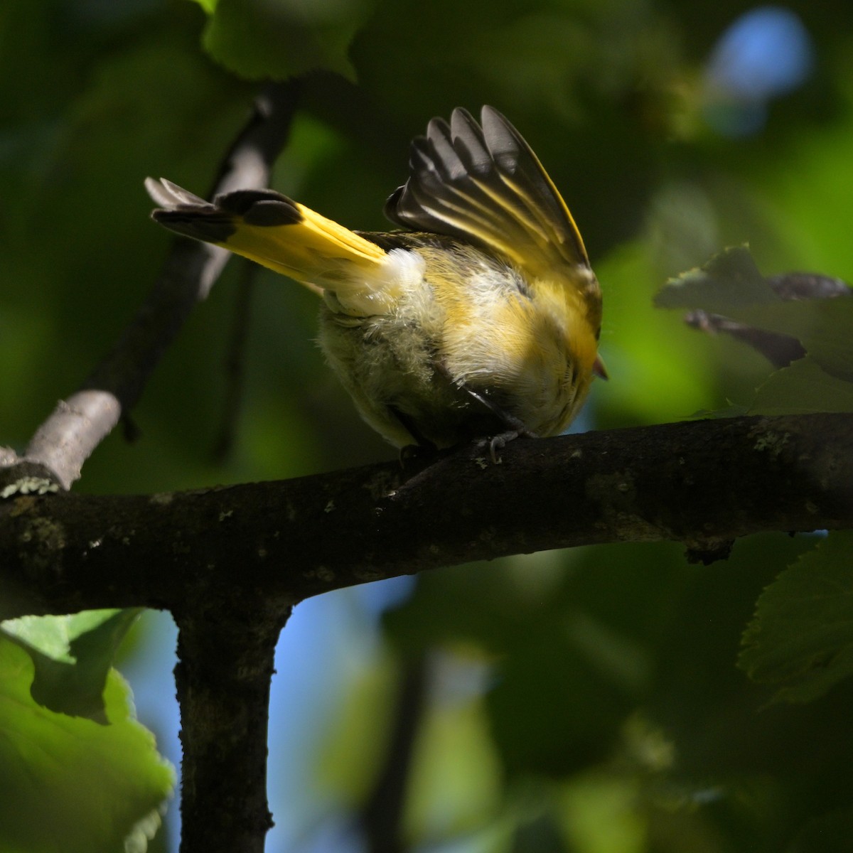 American Redstart - ML639837383