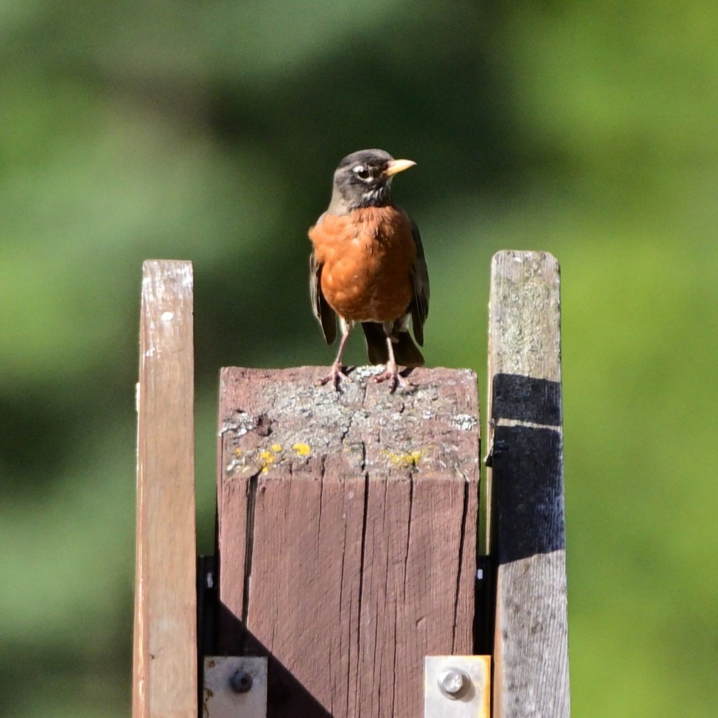 American Robin - ML639837398