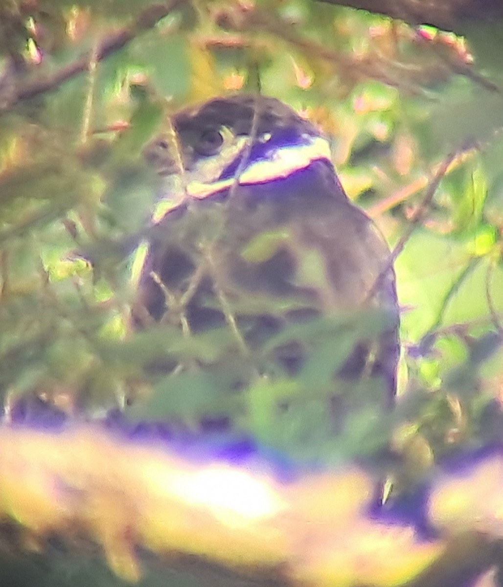 Collared Forest-Falcon - ML639837461