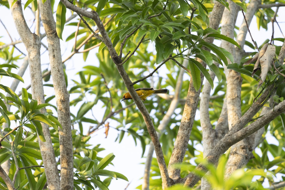 Streak-backed Oriole - ML639837471