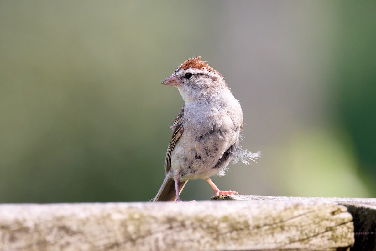 Chipping Sparrow - ML639837479