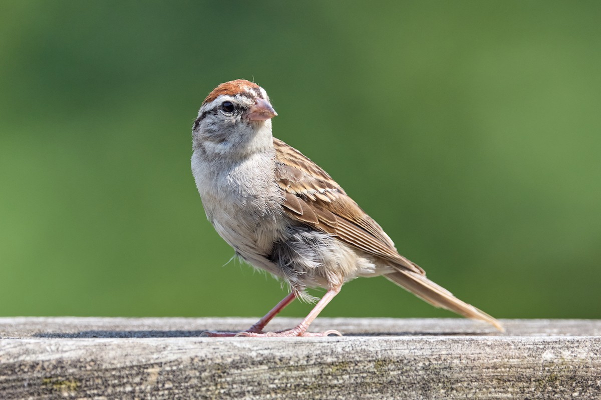 Chipping Sparrow - ML639837480