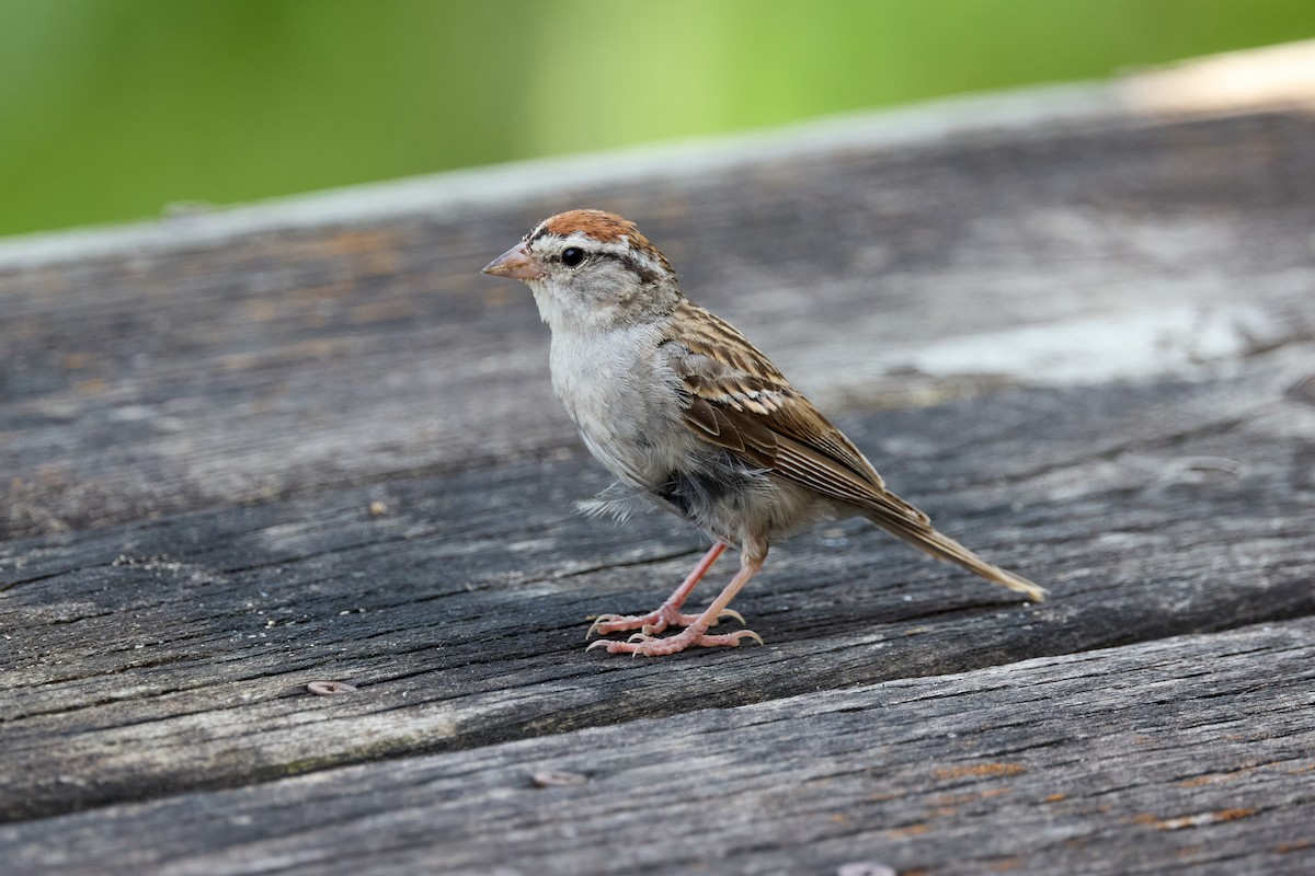 Chipping Sparrow - ML639837481