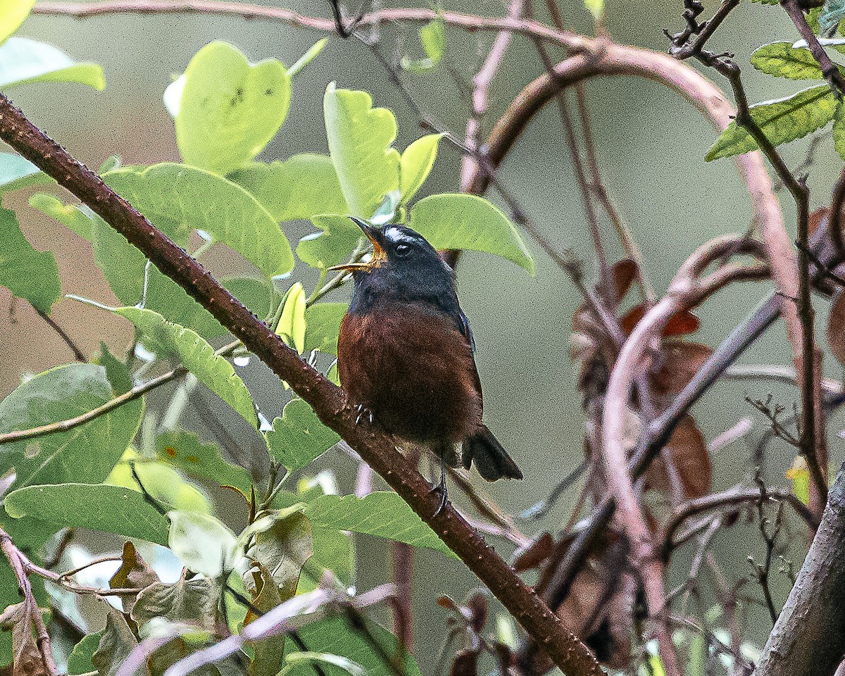 Chestnut-bellied Chat-Tyrant - ML639837641