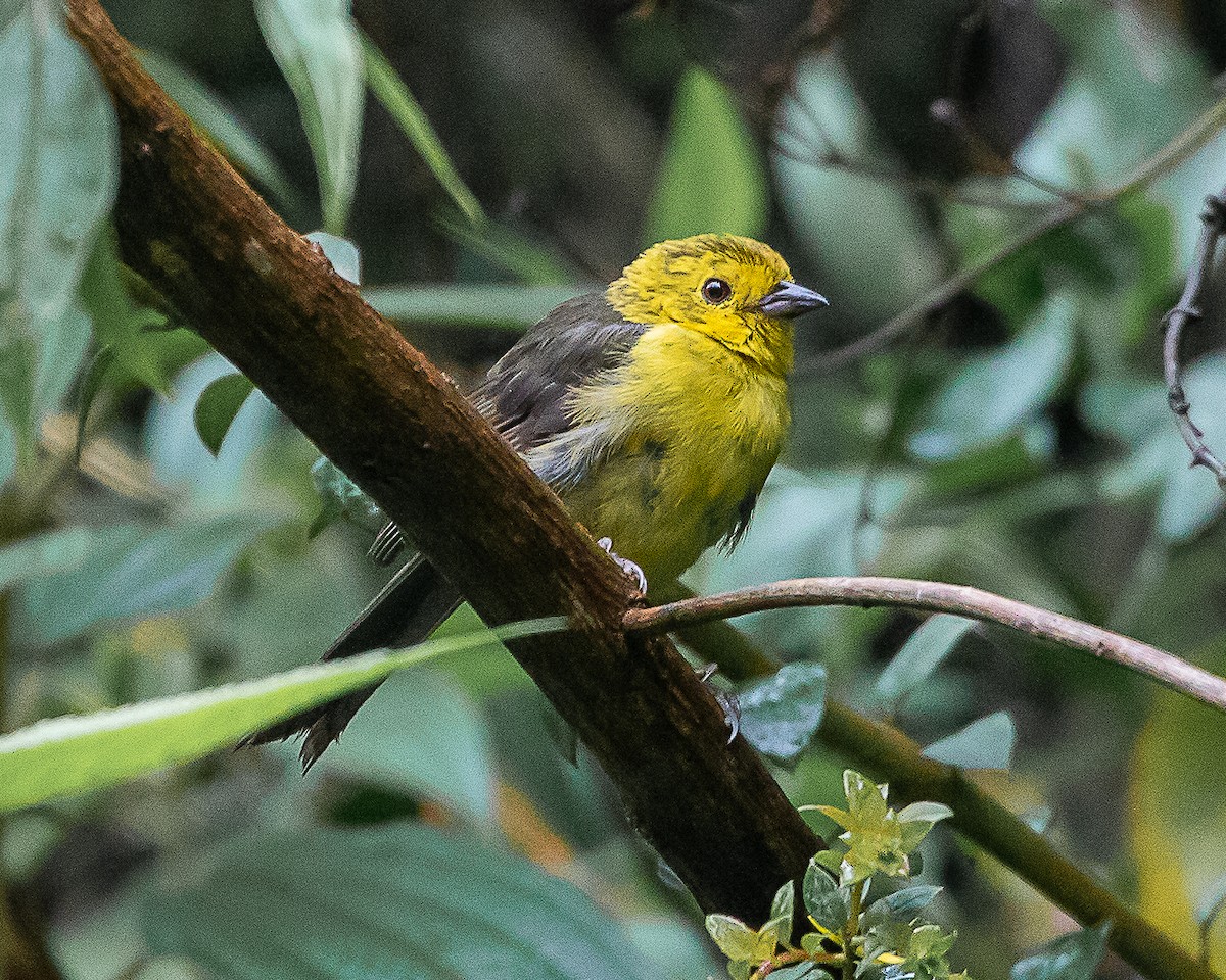 Yellow-headed Brushfinch - ML639837677