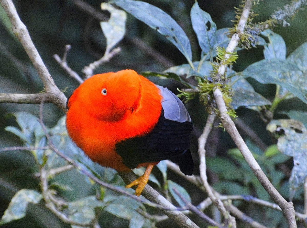 Andean Cock-of-the-rock - ML639837754
