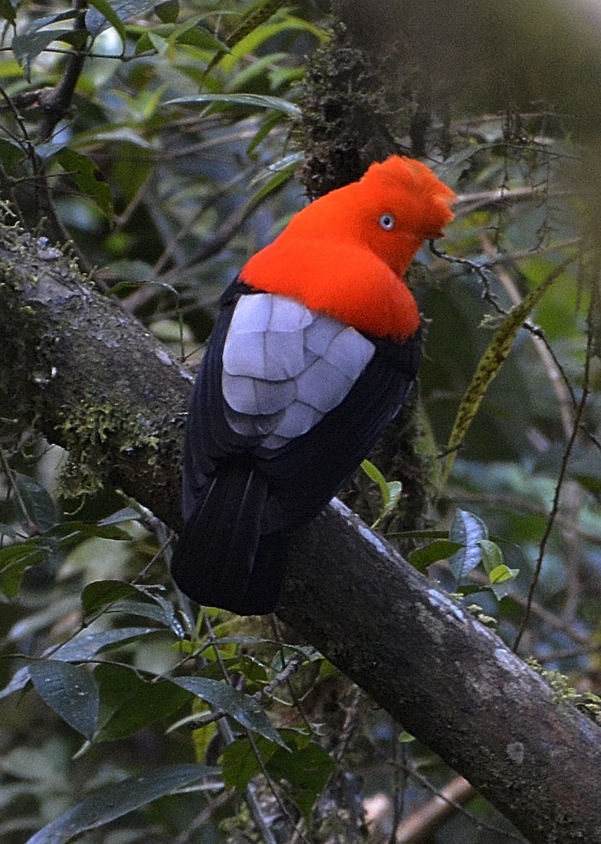 Andean Cock-of-the-rock - ML639837756
