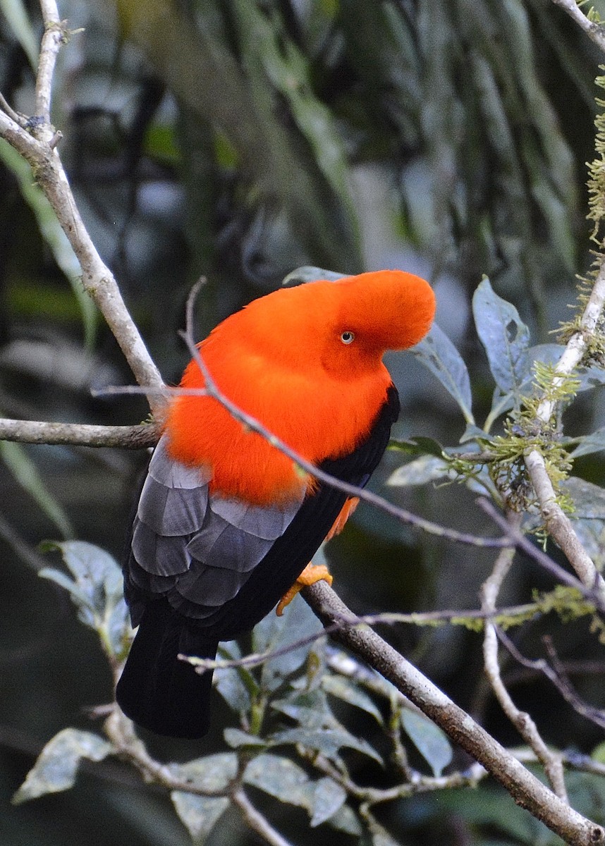 Andean Cock-of-the-rock - ML639837760