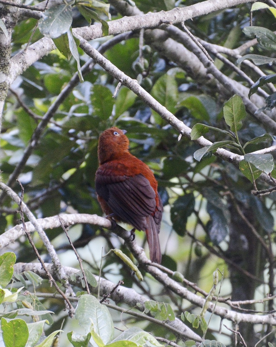 Andean Cock-of-the-rock - ML639837765