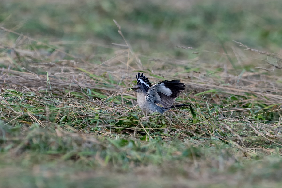 sangspottefugl - ML639837779