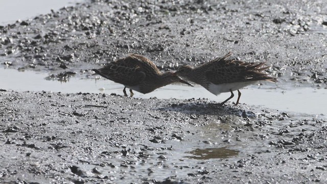 Graubrust-Strandläufer - ML639837818