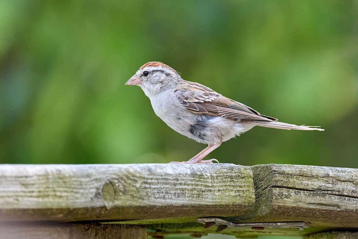 Chipping Sparrow - ML639837854