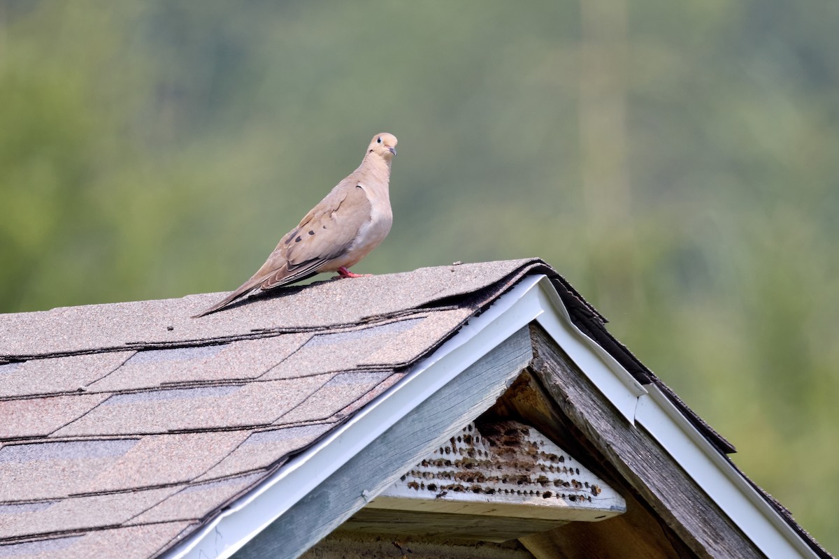 Mourning Dove - ML639837890
