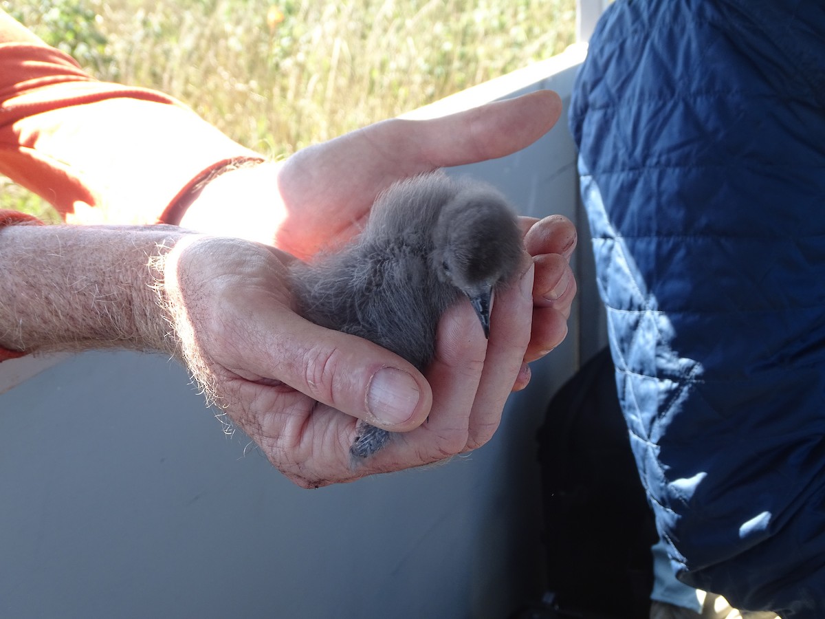 Leach's Storm-Petrel - ML639837894