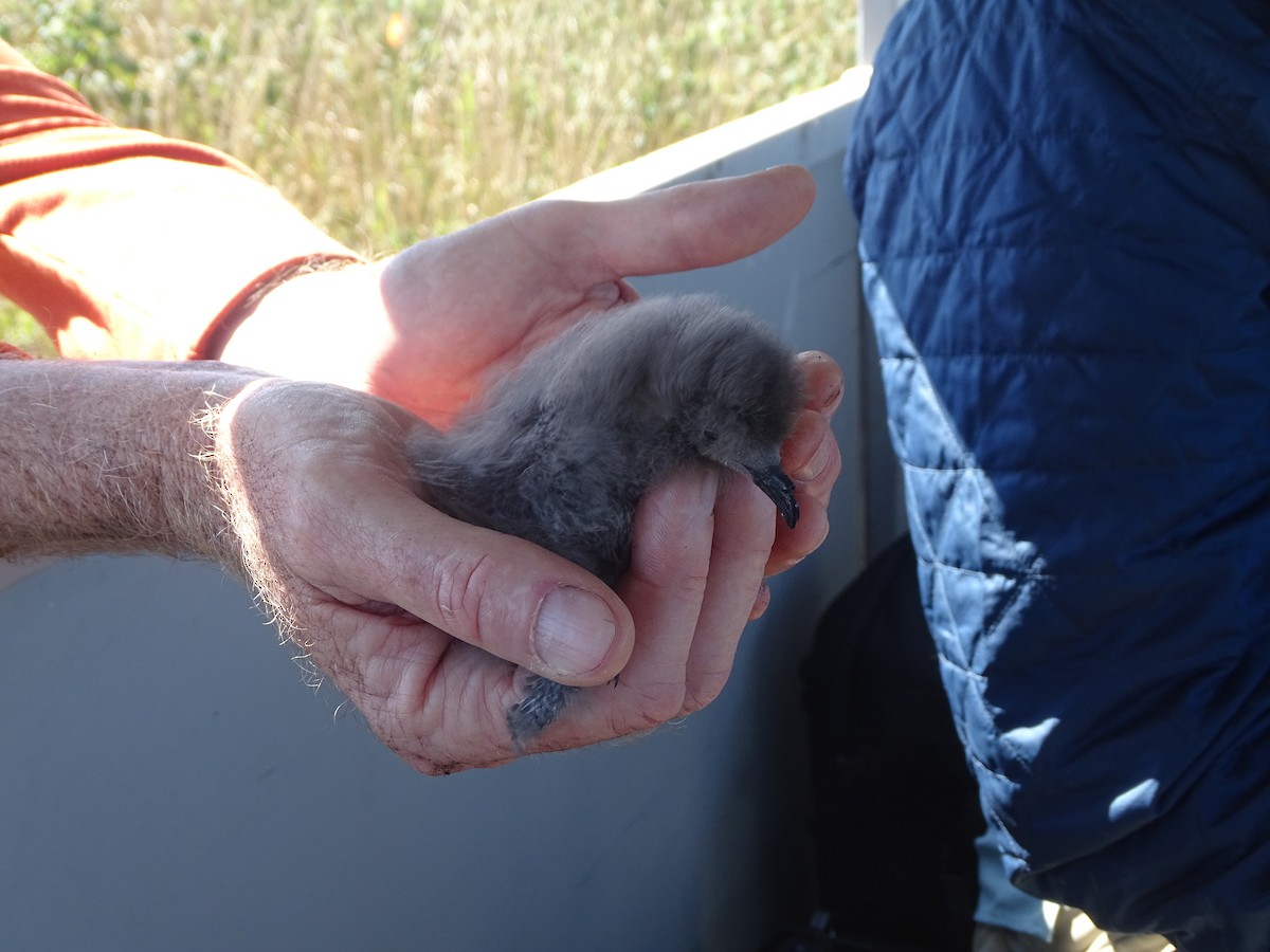 Leach's Storm-Petrel - ML639837895