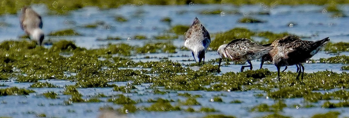 Curlew Sandpiper - ML639837975