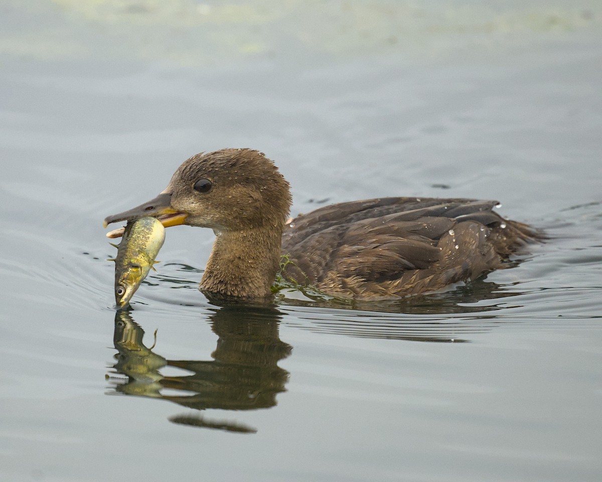 Hooded Merganser - ML639837991