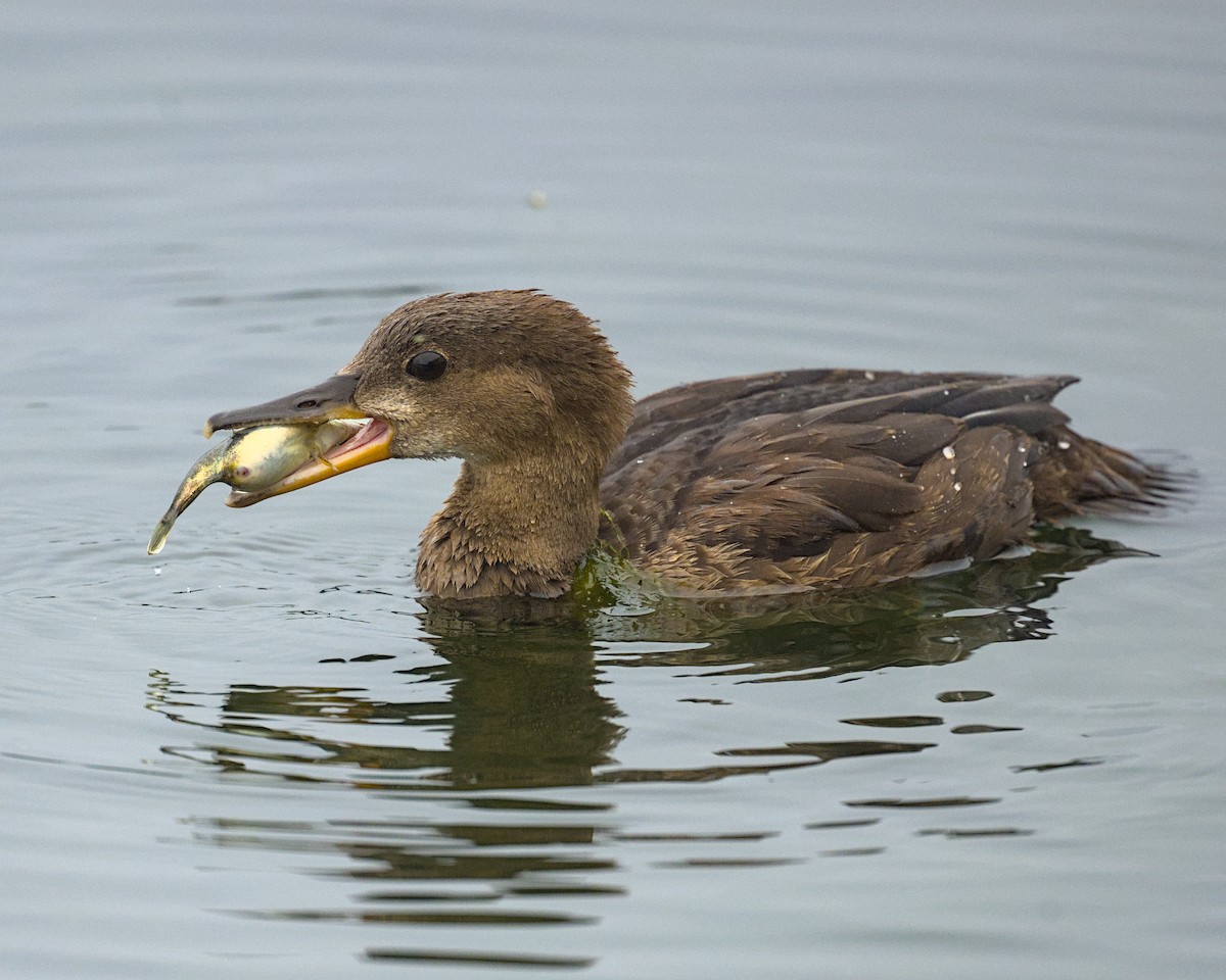 Hooded Merganser - ML639837992