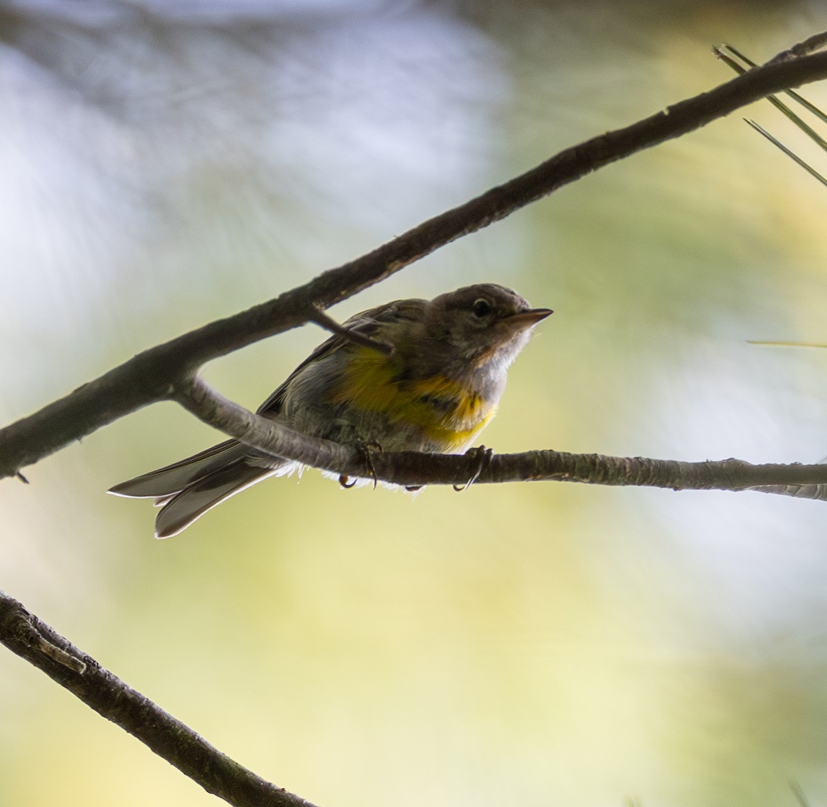 Pine Warbler - ML639838179