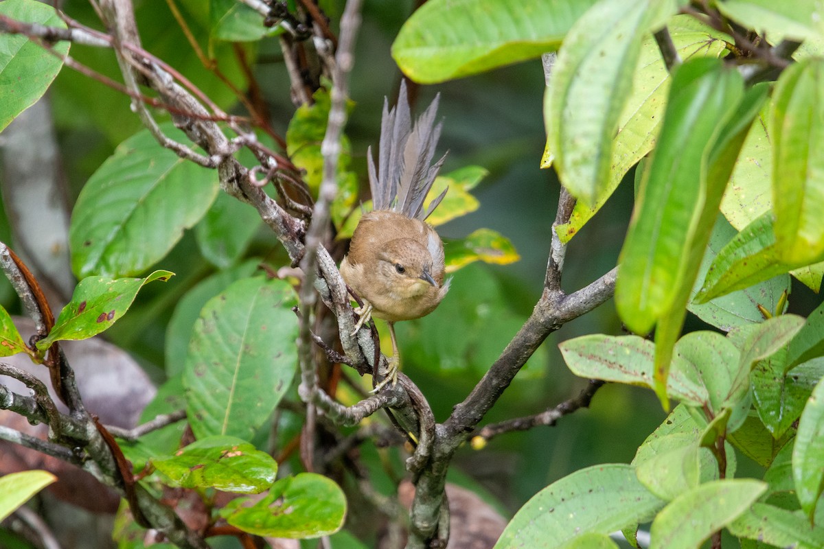 Plain Thornbird - ML639838181