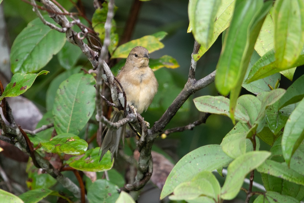 Plain Thornbird - ML639838182