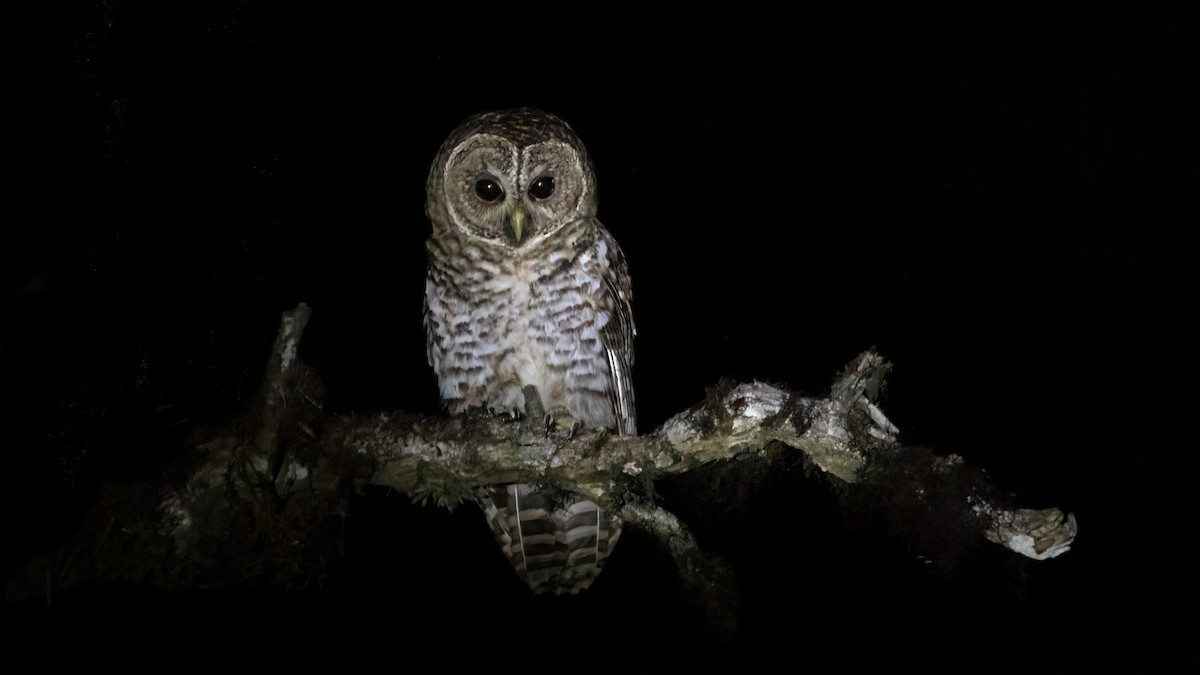 Rusty-barred Owl - ML639838226
