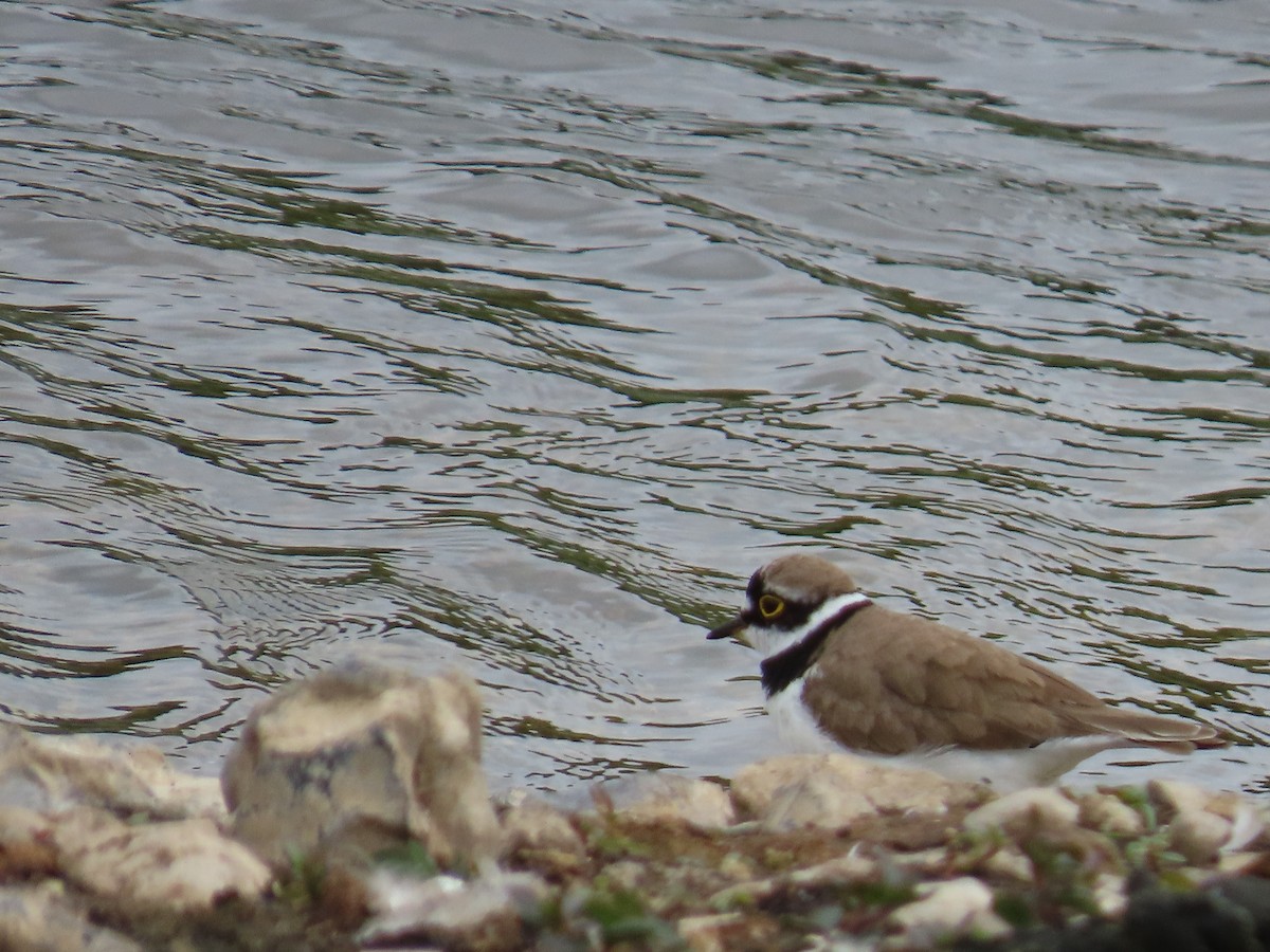 Little Ringed Plover - ML639838324