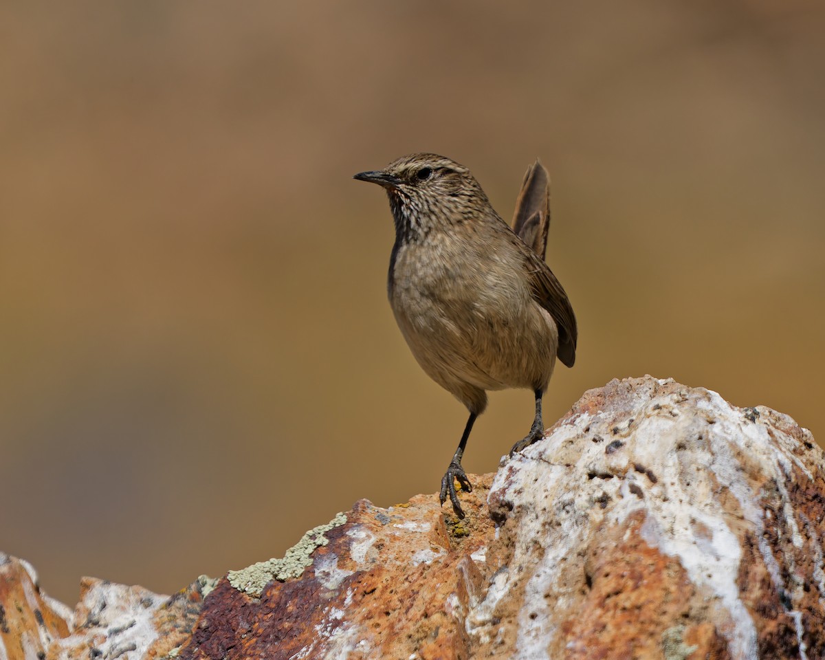 Streak-throated Canastero - ML639838362