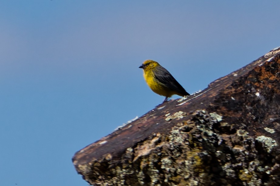 Bright-rumped Yellow-Finch - ML639838381