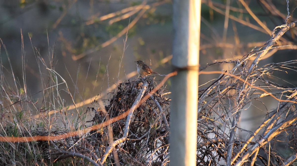Grass Wren - ML639838382