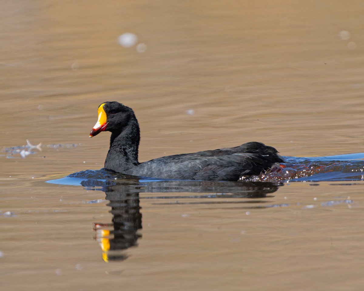 Giant Coot - ML639838388